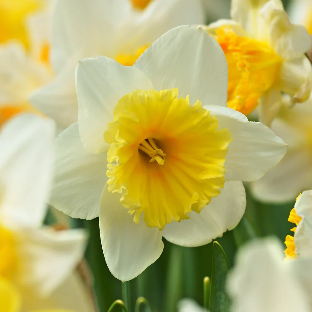 Large Cupped Daffodil Ice Follies - Image 4