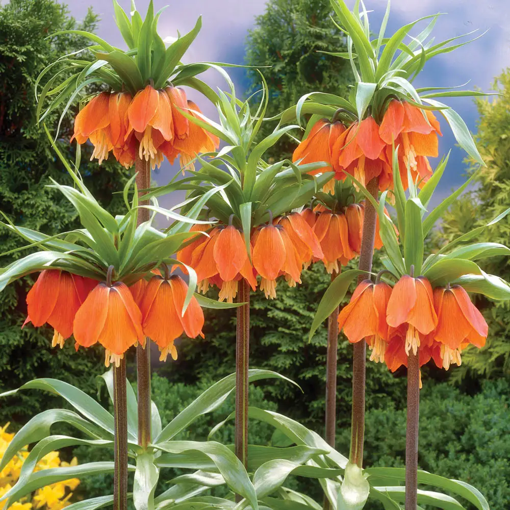 Red Crown Imperial
