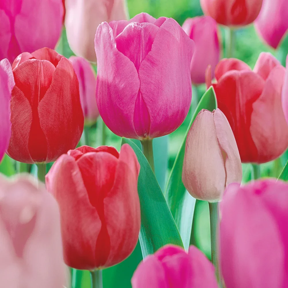 Darwin Hybrid Impression Tulip Mix - Image 2