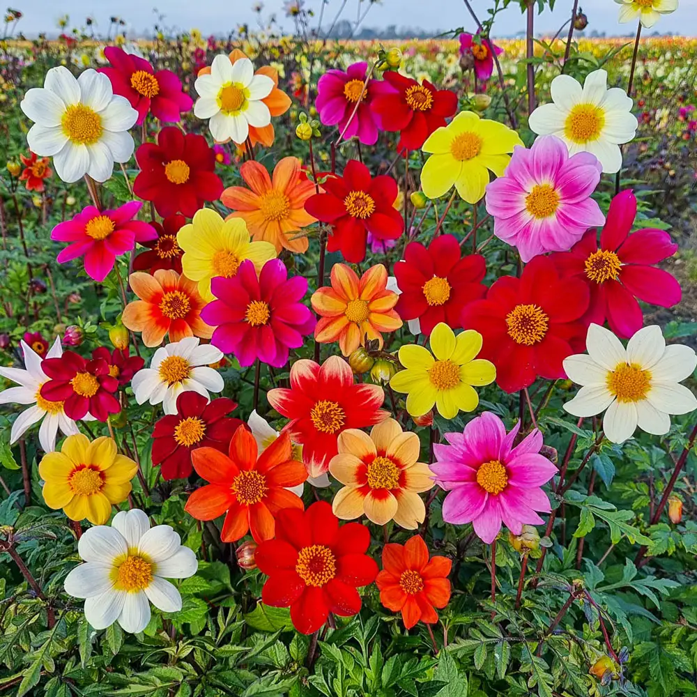 Improved Beeline Dahlia Mixture