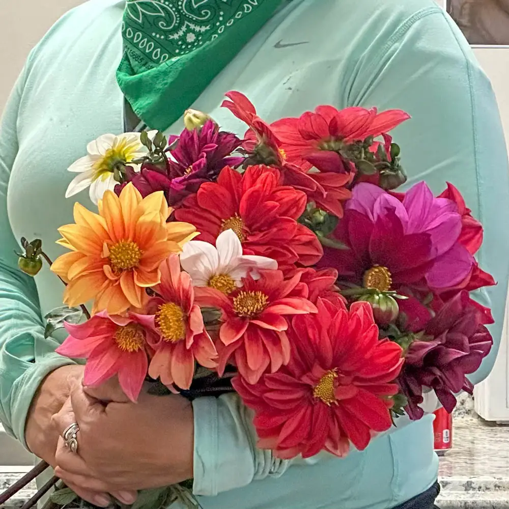 Improved Beeline Dahlia Mixture - Image 3