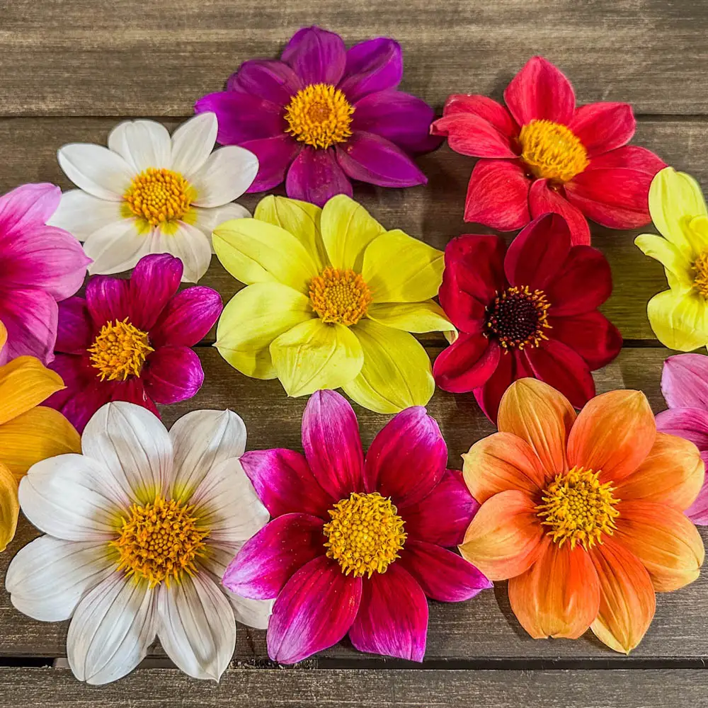 Improved Beeline Dahlia Mixture - Image 4