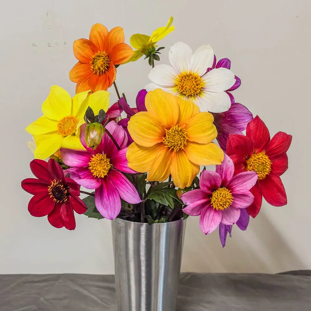 Improved Beeline Dahlia Mixture - Image 5