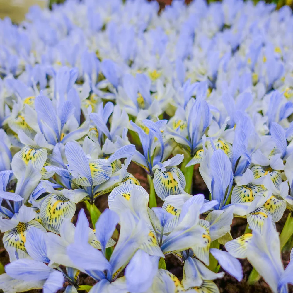 Iris Katharine Hodgkin