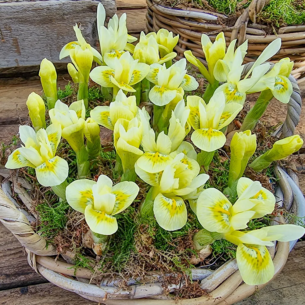 Iris Katharines Gold