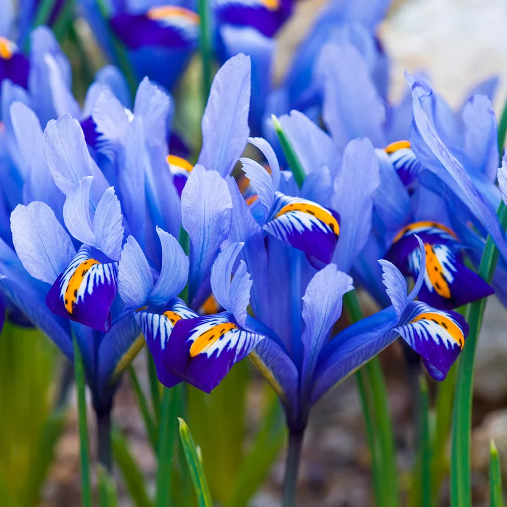 Iris reticulata Alida