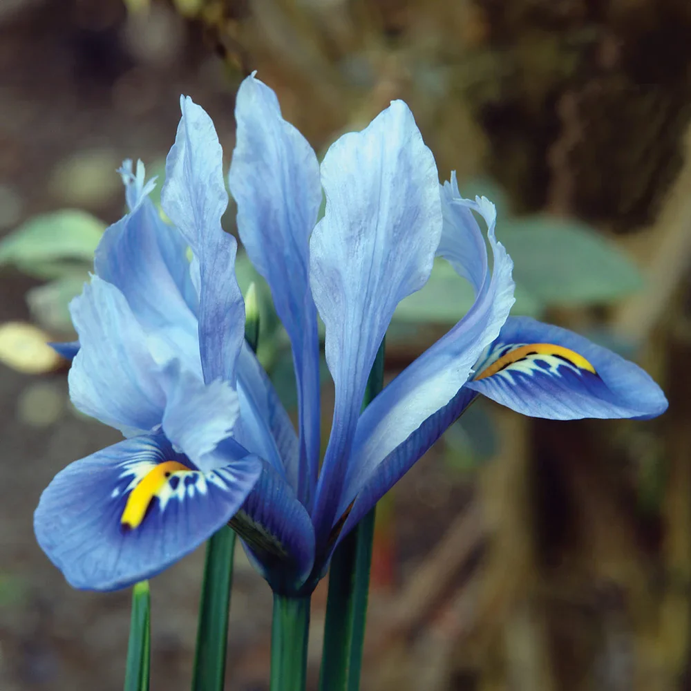 Iris reticulata Alida - Image 2