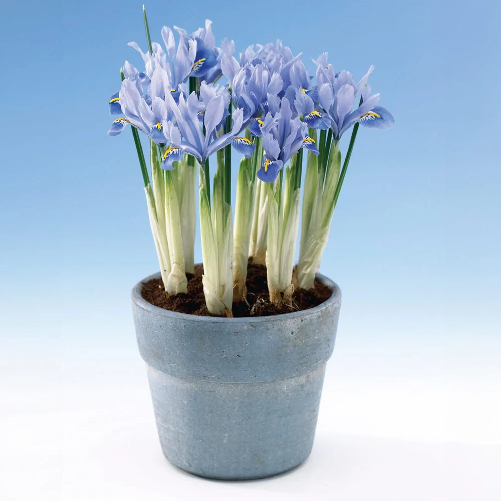 Iris reticulata Alida - Image 3