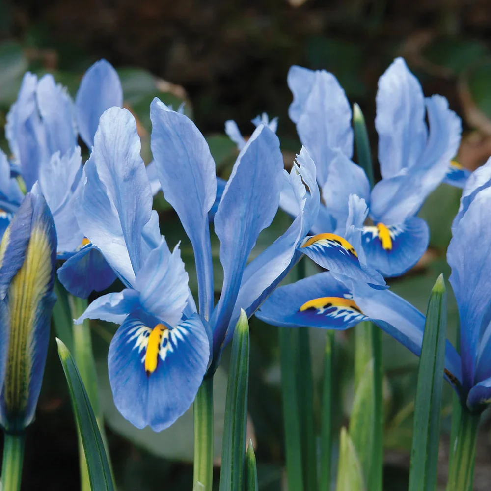 Iris reticulata Alida - Image 4