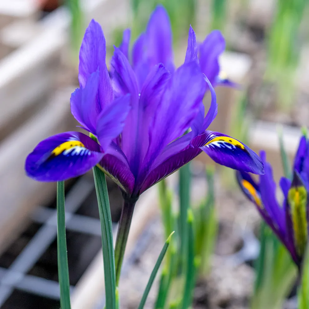 Iris reticulata Blue Hill - Image 2