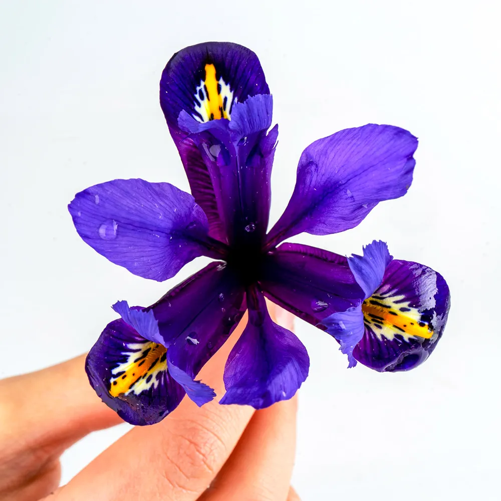 Iris reticulata Blue Hill - Image 3
