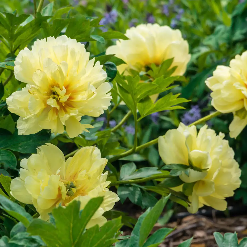 Itoh Peony Bartzella - Image 3