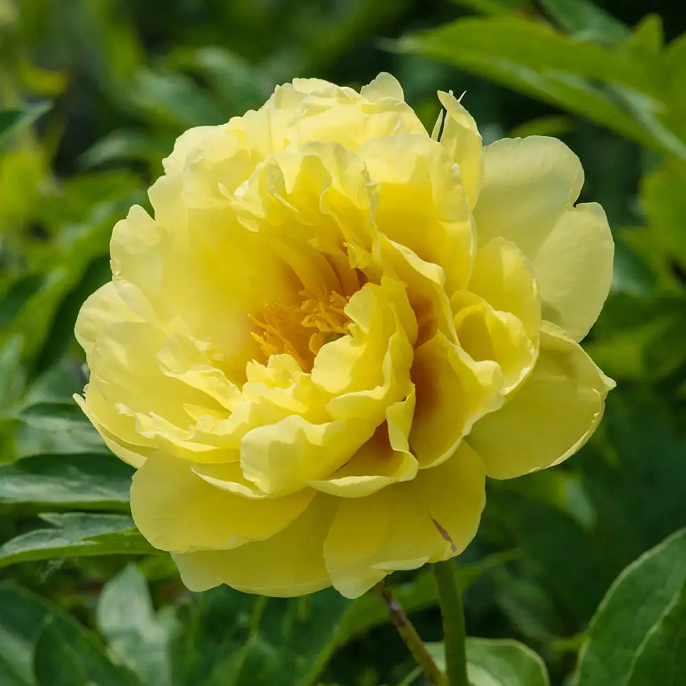 Itoh Peony Bartzella - Image 5