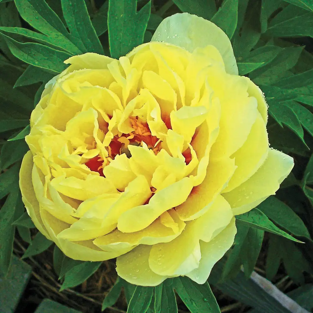 Itoh Peony Bartzella - Image 6