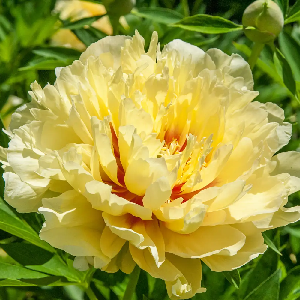 Itoh Peony Bartzella - Image 9