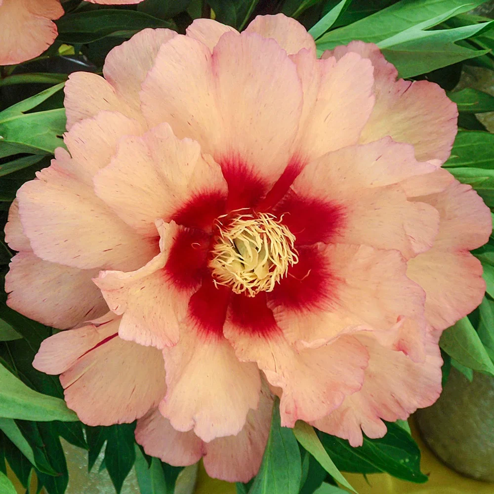 Itoh Peony Callie's Memory - Image 2