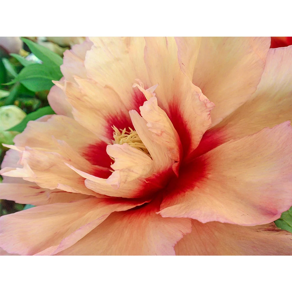 Itoh Peony Callie's Memory - Image 3