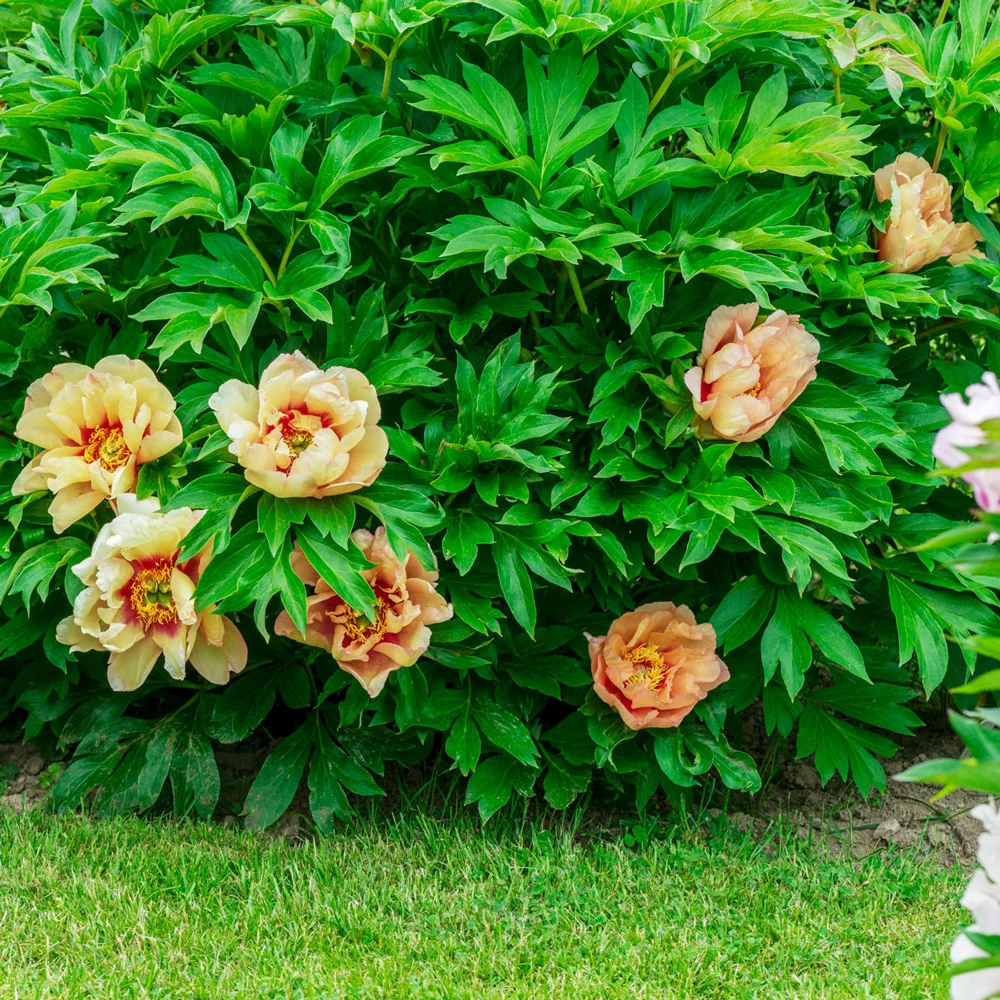 Itoh Peony Callie's Memory - Image 4