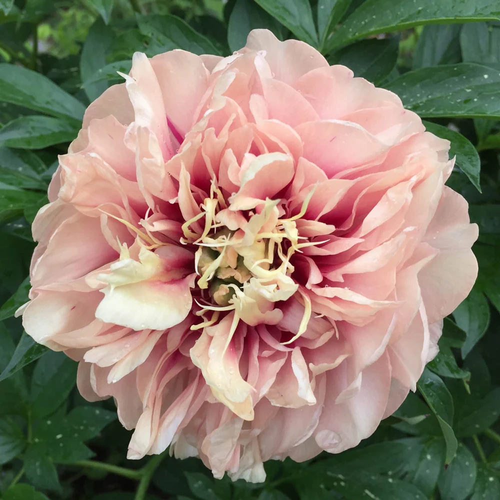 Itoh Peony Caroline Constabel - Image 2