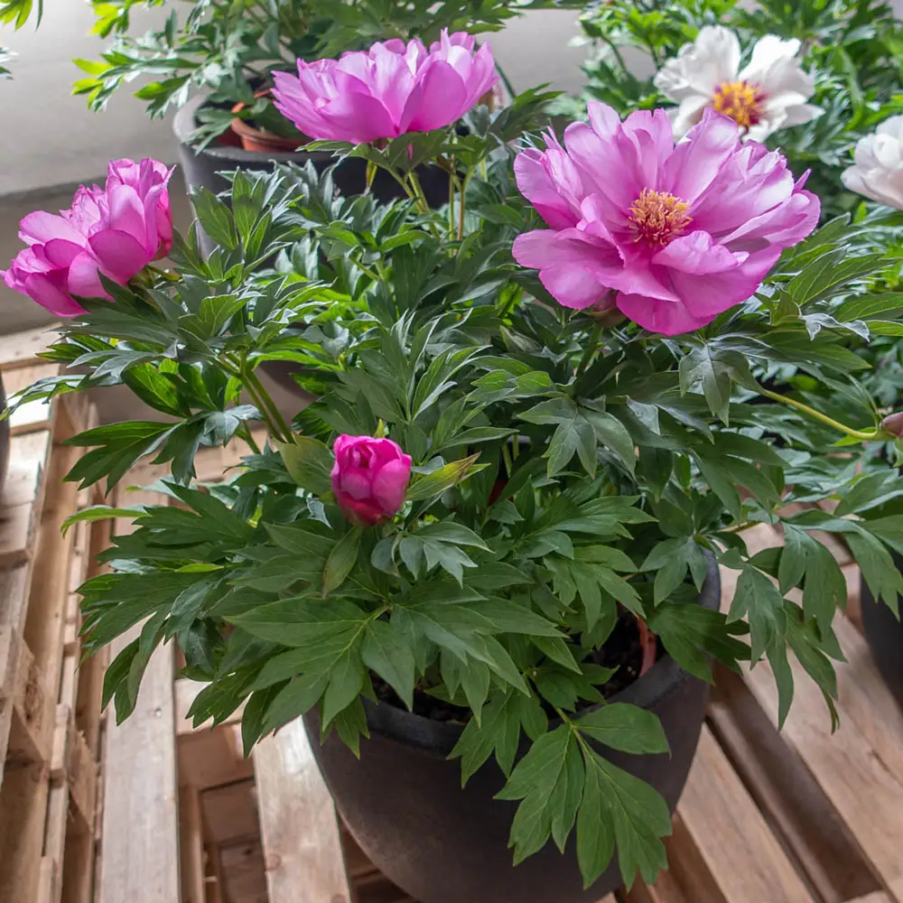 Itoh Peony First Arrival - Image 2