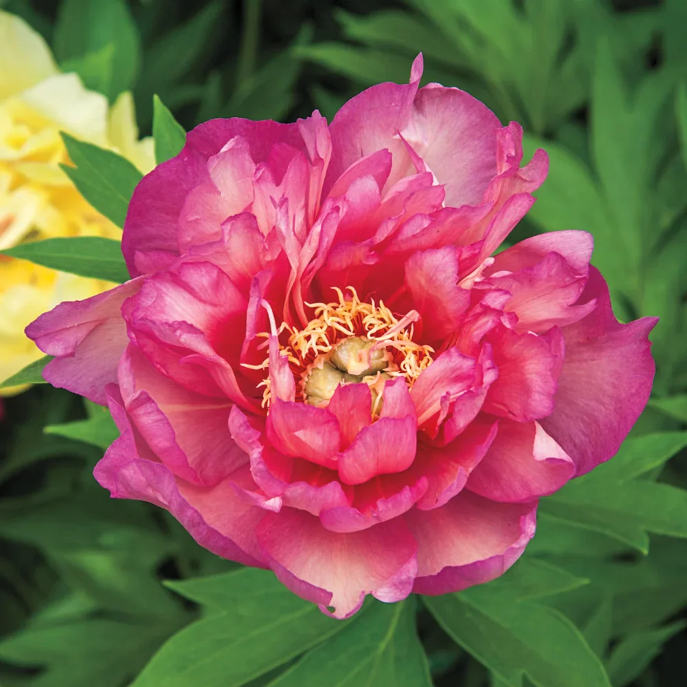 Itoh Peony Julia Rose