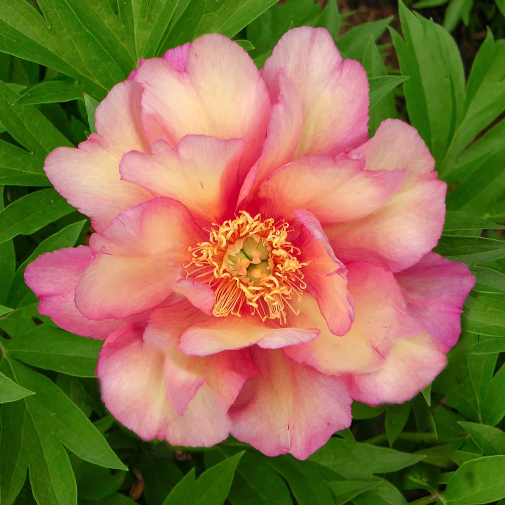 Itoh Peony Julia Rose - Image 3