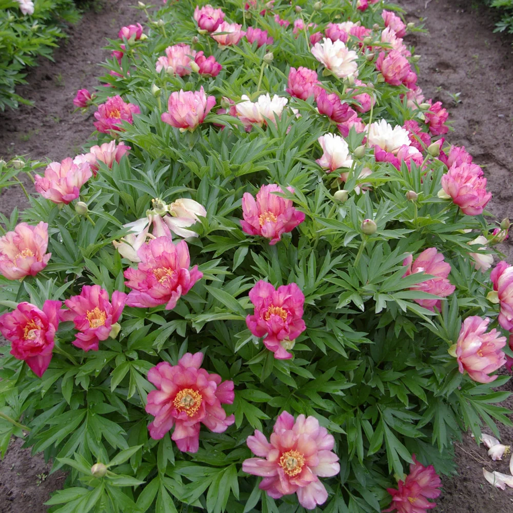Itoh Peony Julia Rose - Image 5