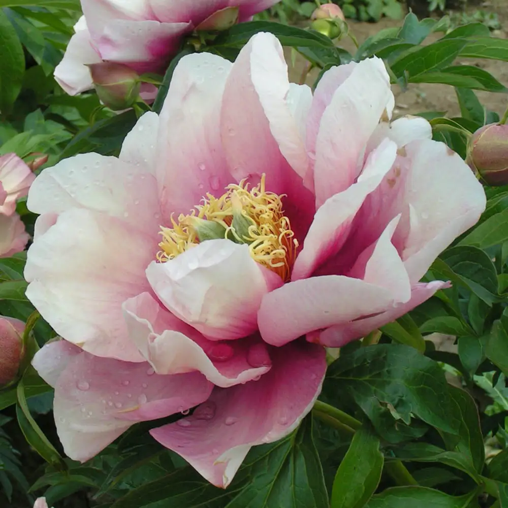 Itoh Peony Kopper Kettle