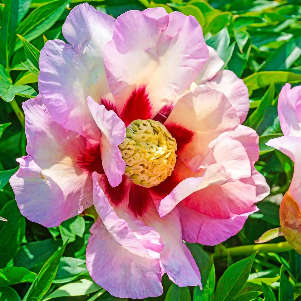 Itoh Peony Kopper Kettle - Image 2