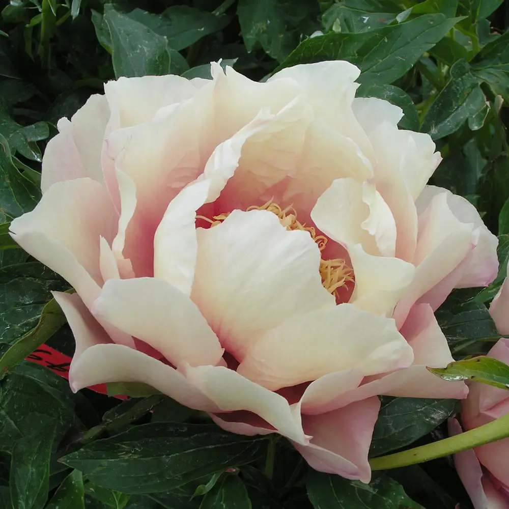 Itoh Peony Kopper Kettle - Image 4
