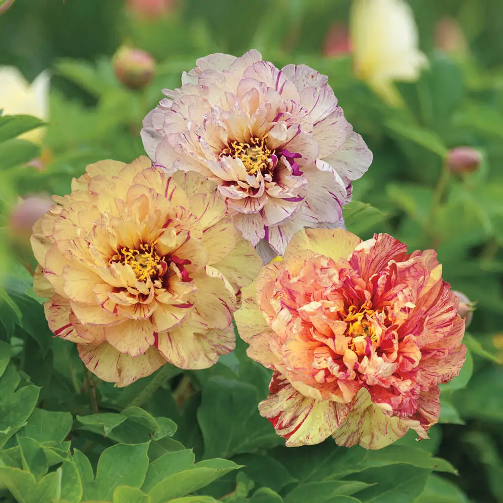 Itoh Peony Lollipop