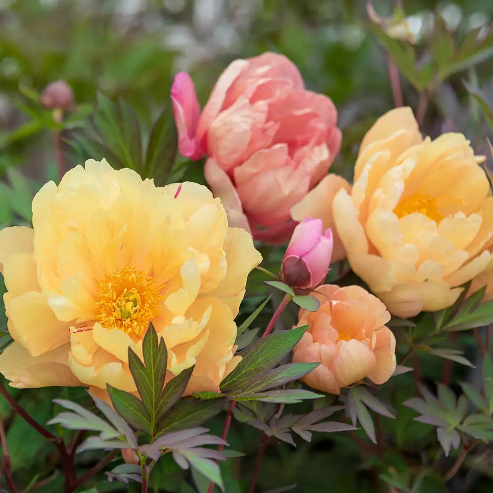 Itoh Peony Singing in the Rain
