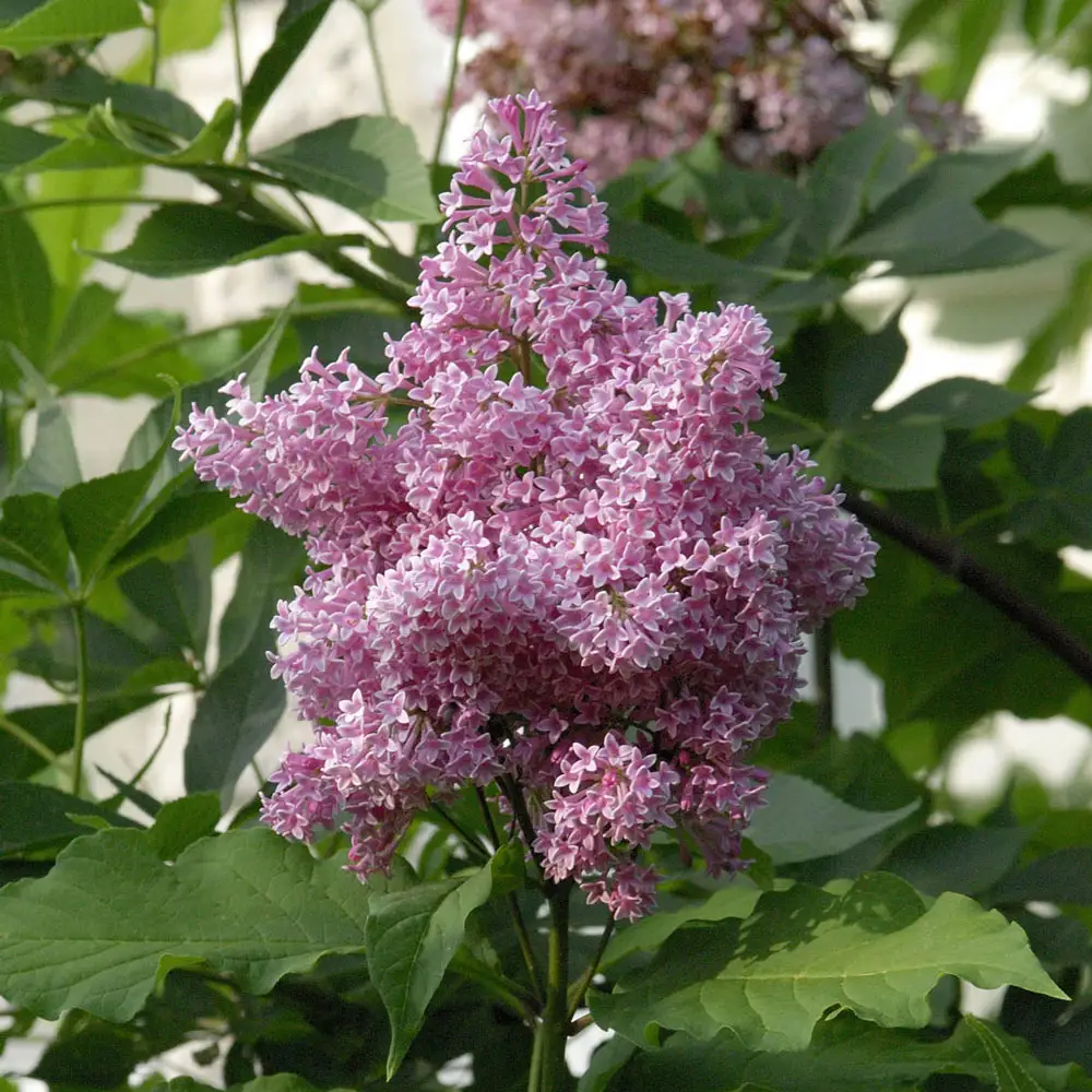 James Macfarlane Lilac Hedge