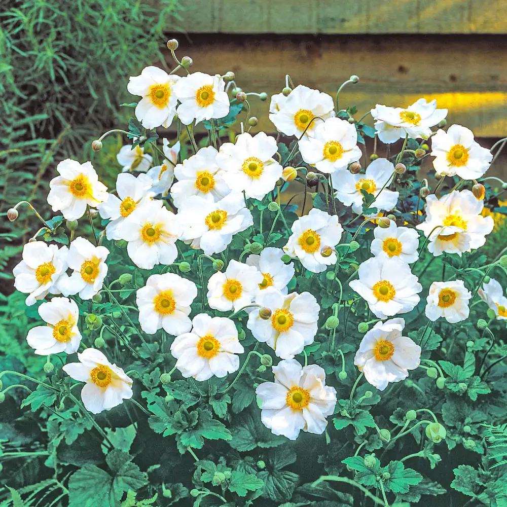 Japanese Anemone Honorine Jobert
