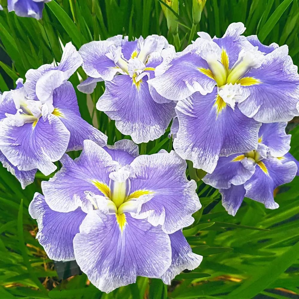 Japanese Iris Ice Cream