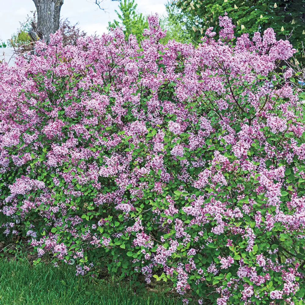 Josee Reblooming Lilac Hedge