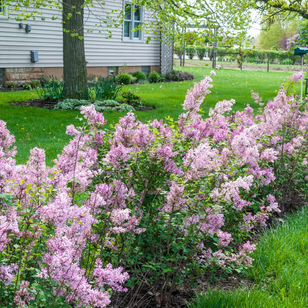 Josee Reblooming Lilac Hedge - Image 6