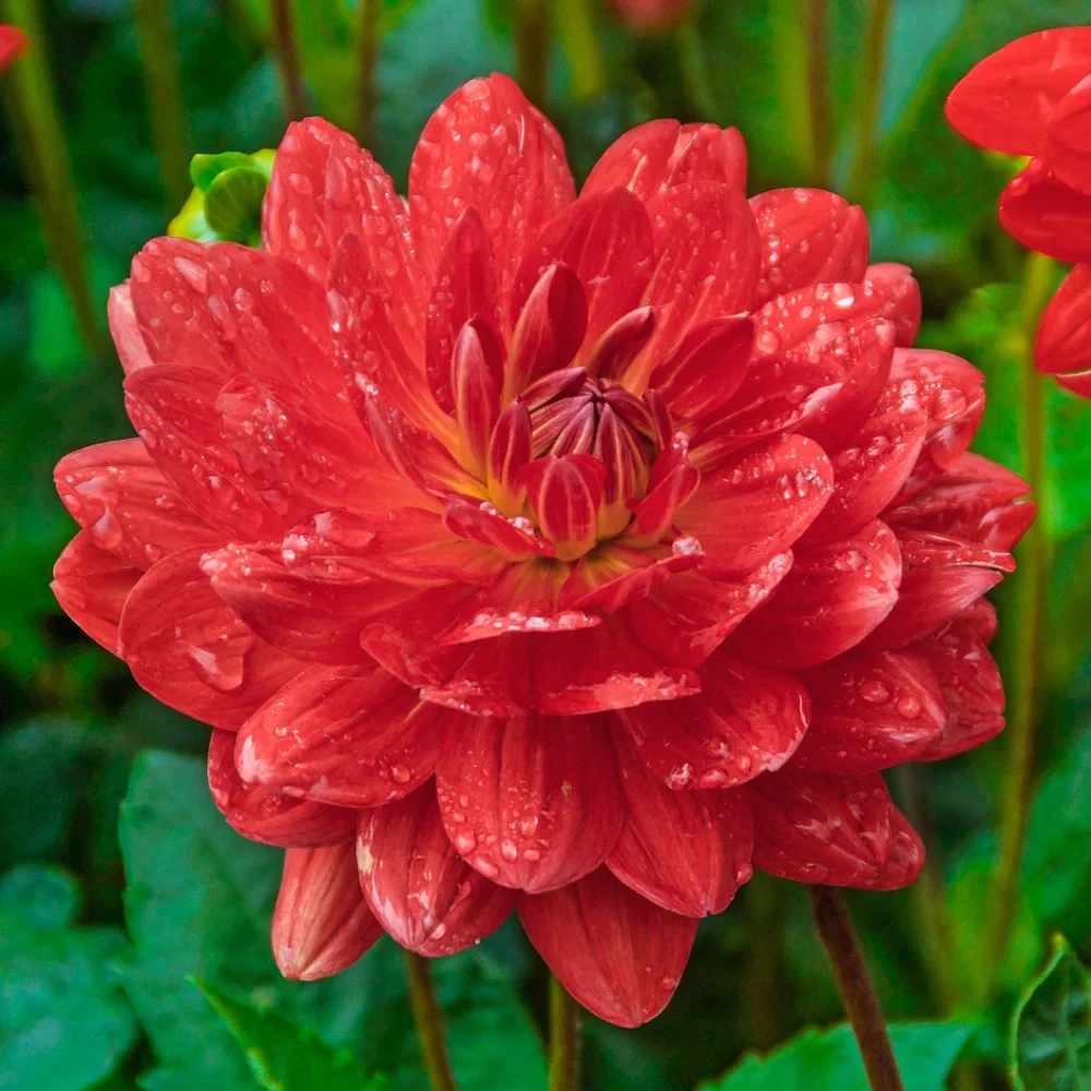 Karma Dahlia Amora®