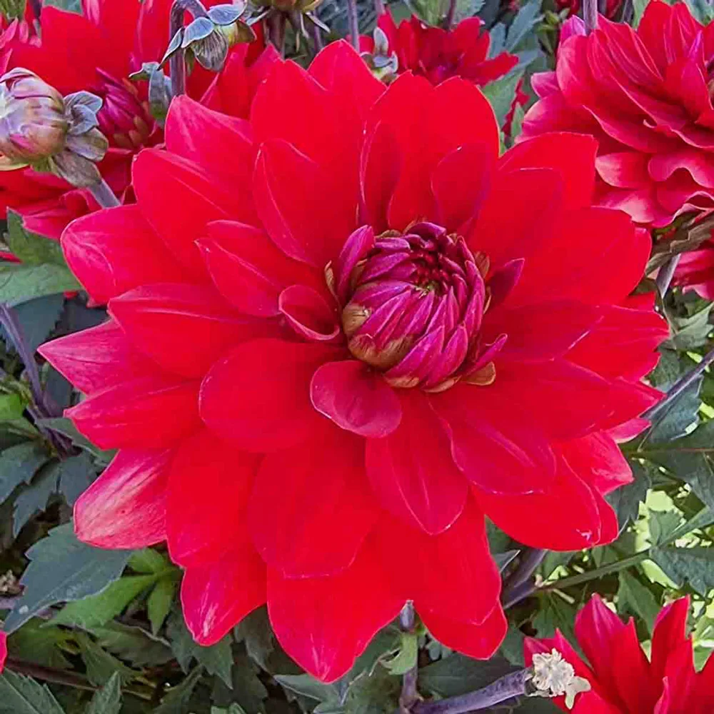 Karma Dahlia Amora® - Image 2