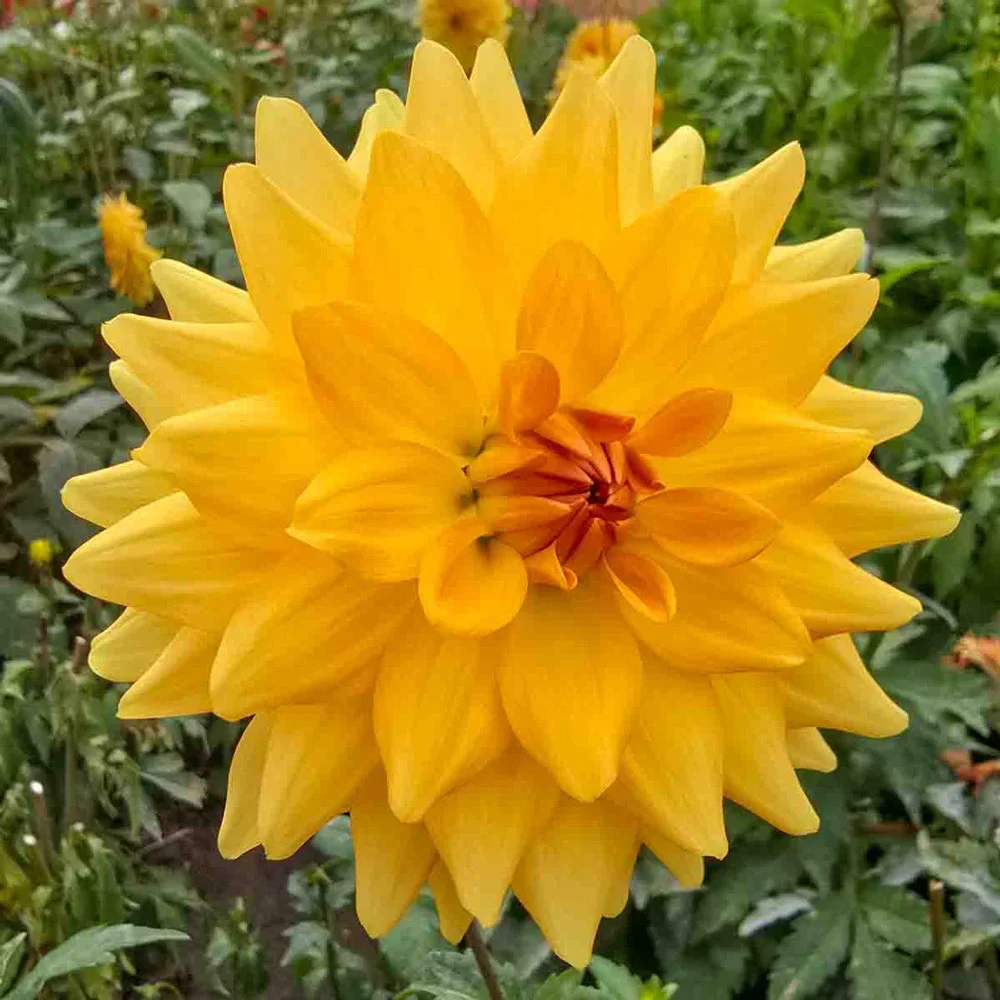 Karma Dahlia Gold® - Image 2