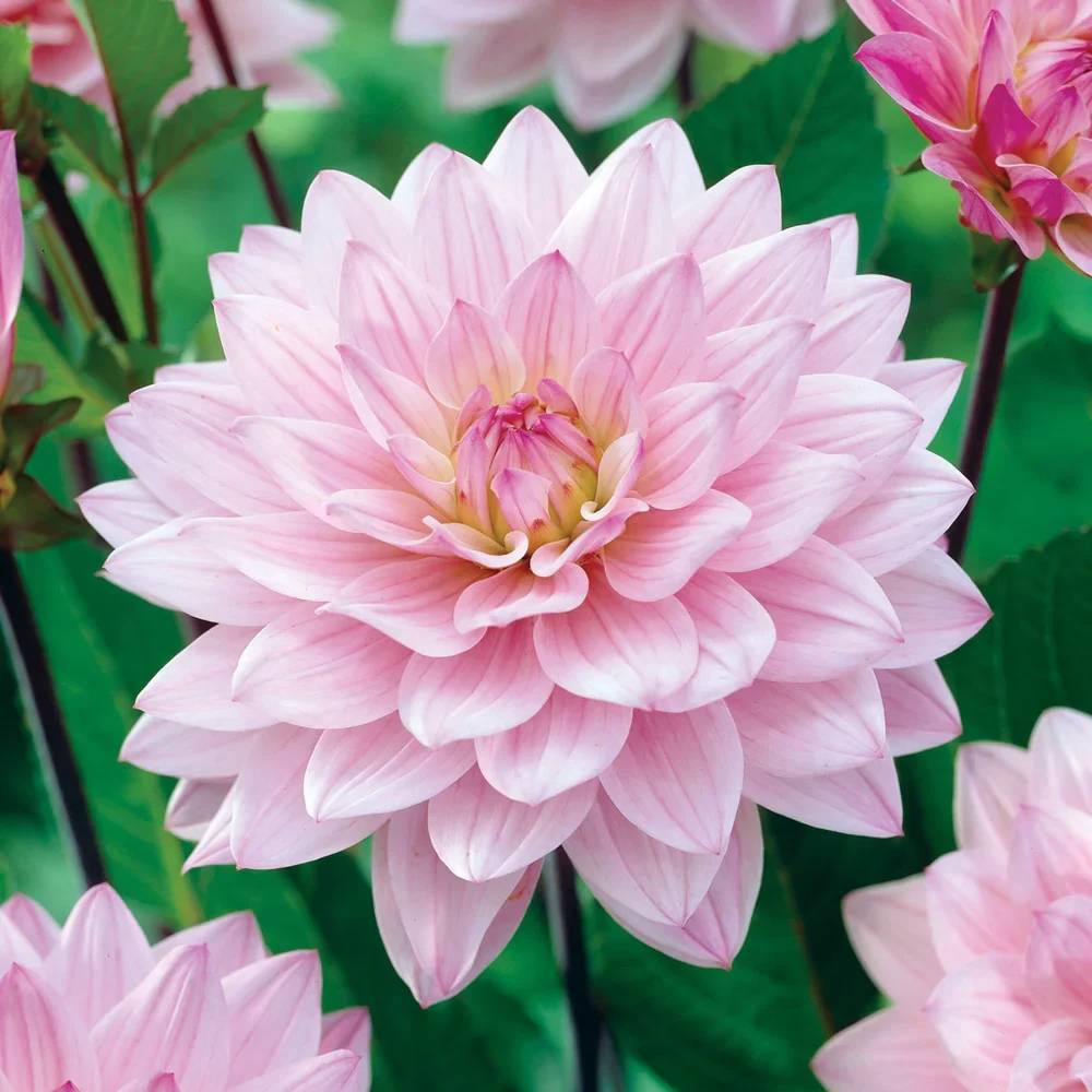 Karma Dahlias Prospero®