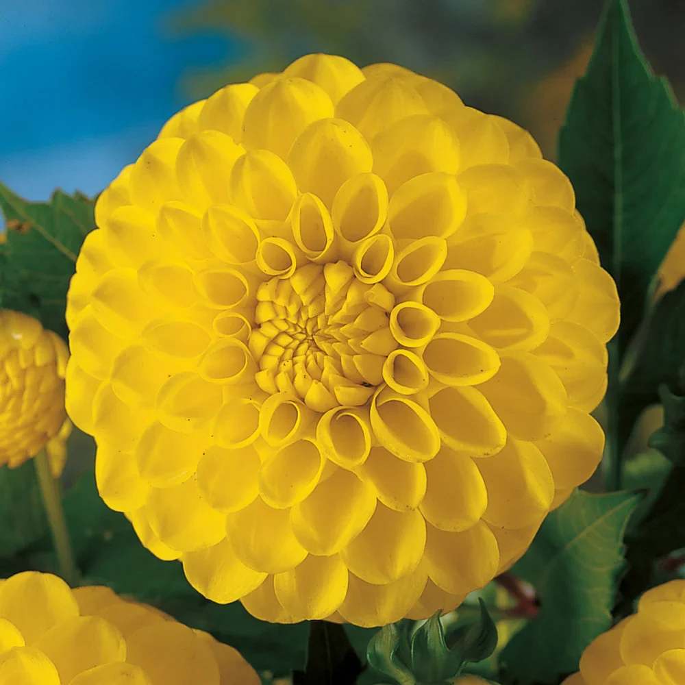 Giant Ball Dahlia Katja - Image 2