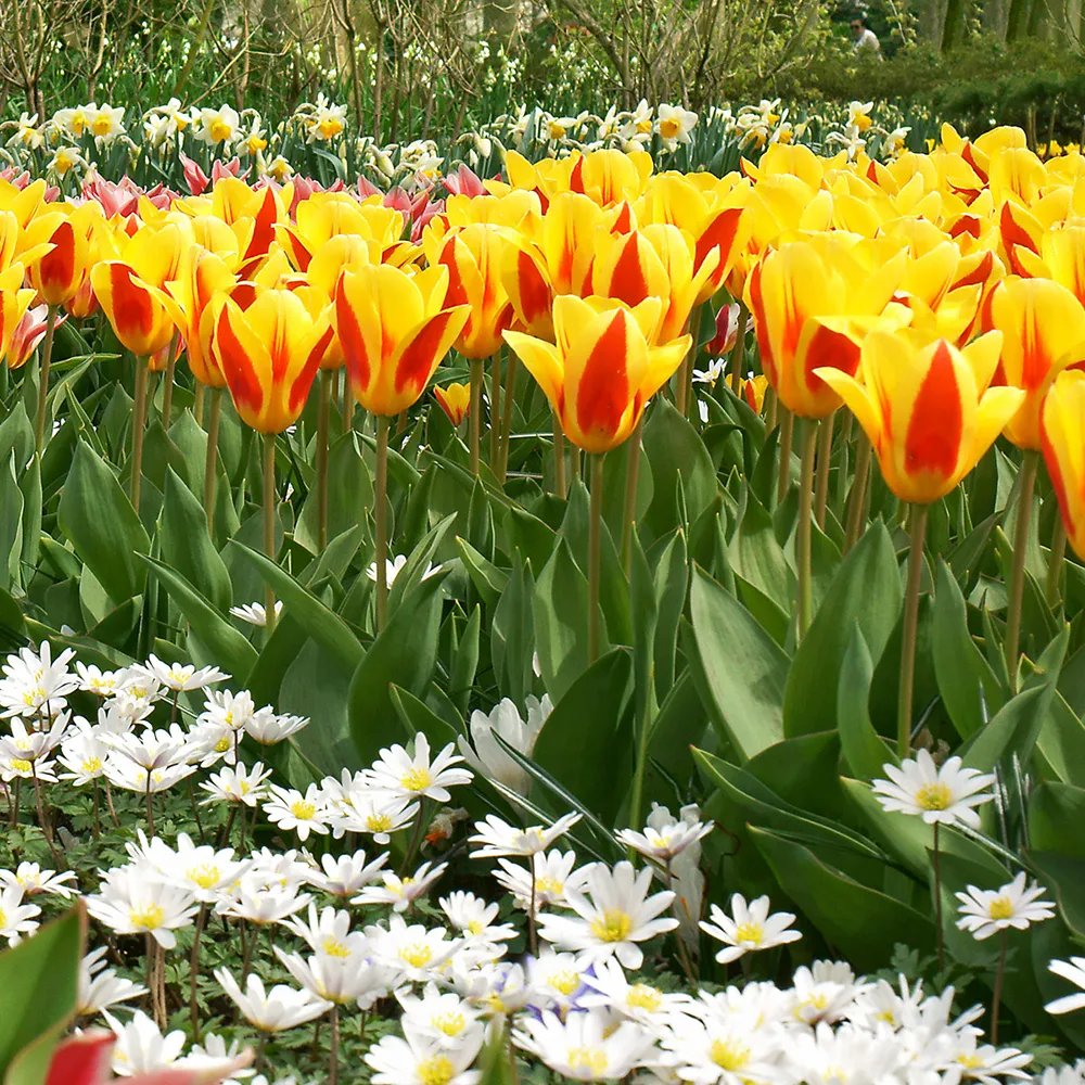 Kaufmanniana Tulip Stresa - Image 2