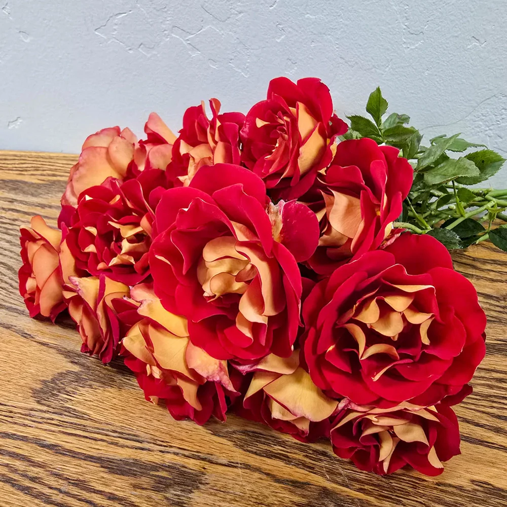 Ketchup & Mustard Floribunda Rose - Image 5