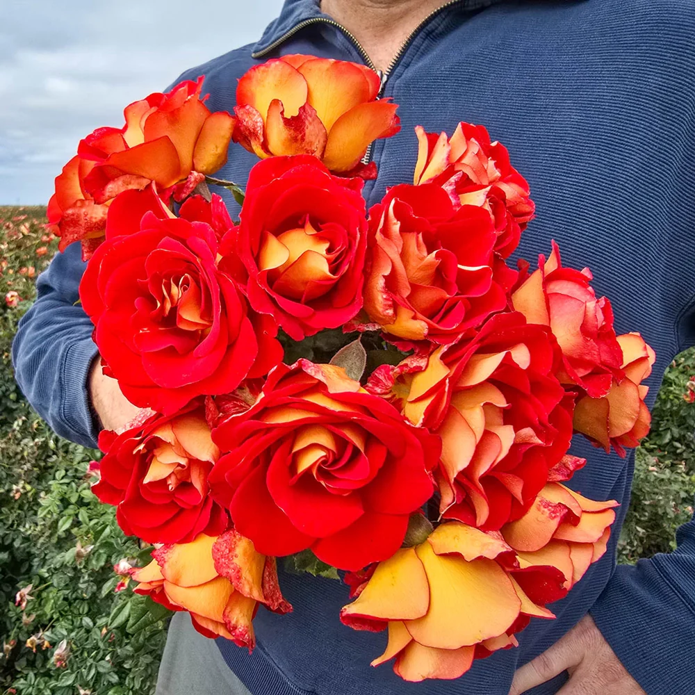 Ketchup & Mustard Floribunda Rose - Image 6