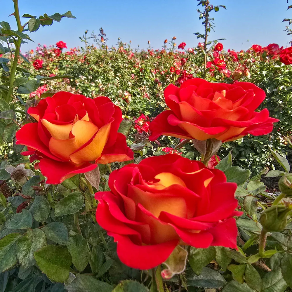 Ketchup & Mustard Floribunda Rose - Image 7