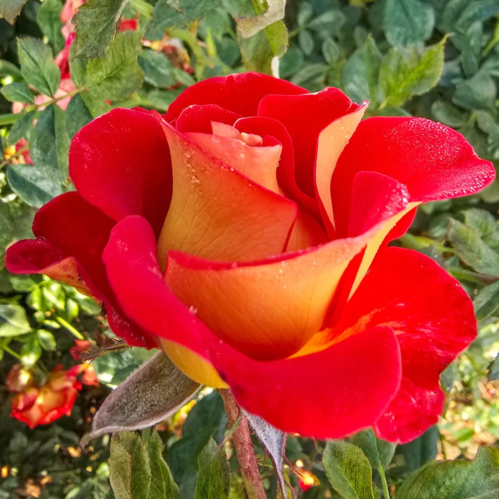 Ketchup & Mustard Floribunda Rose - Image 8