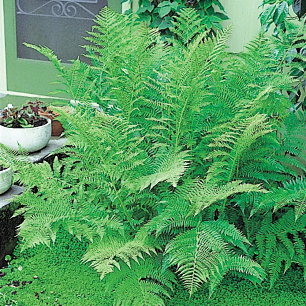 Lady Fern - Image 4