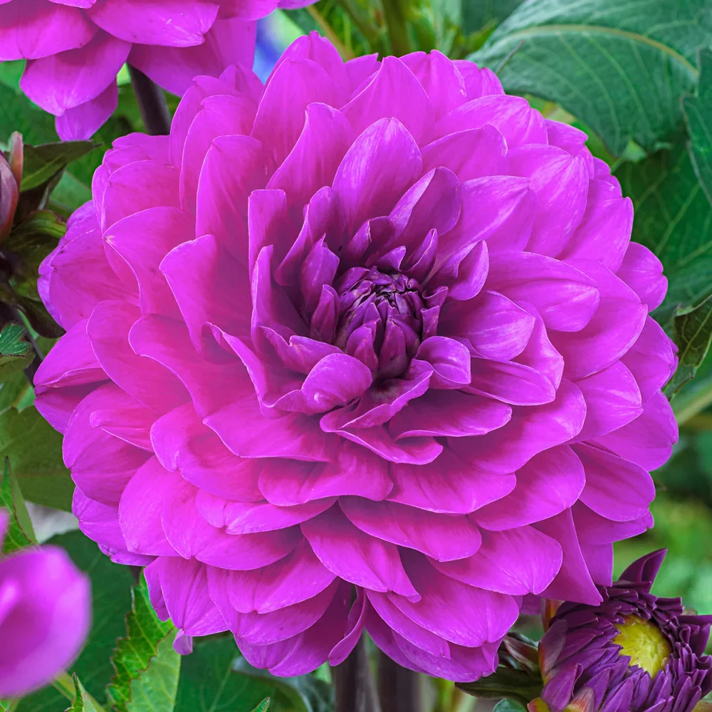 Karma Dahlias Lagoon®
