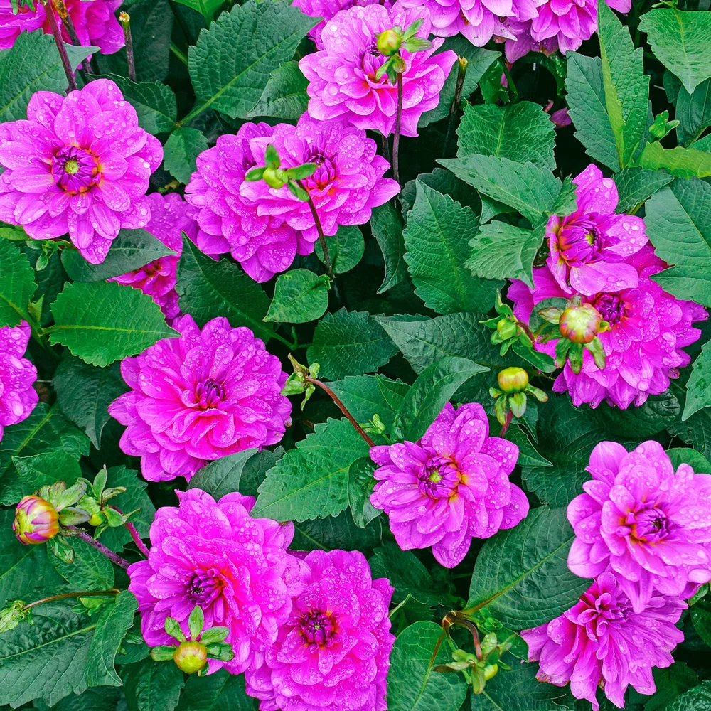 Karma Dahlias Lagoon® - Image 2